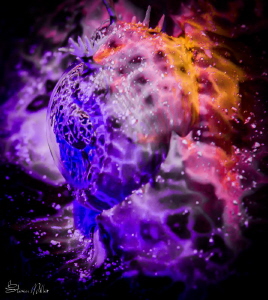 Crocodile fish do not fluoresce (that I have seen) this i... by Steven Miller 